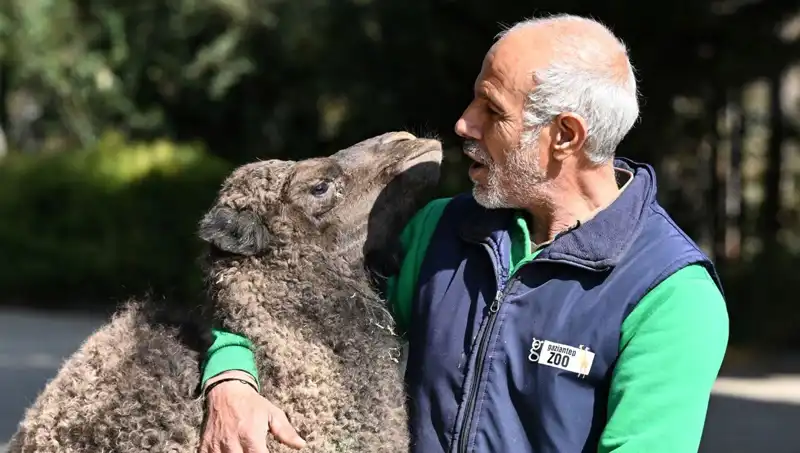 Boncuk'un Anneliği: 4 Litre Sütle Gözde Beslenme Deneyimi